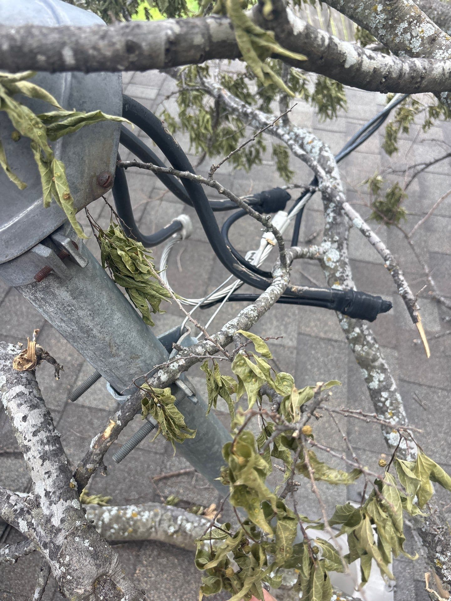 Gallery photos for Storm Damage Roof Repair After Tree Fall in Round Rock TX: Image #1